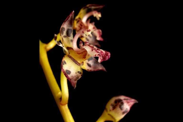 A Theocostele alata flower.