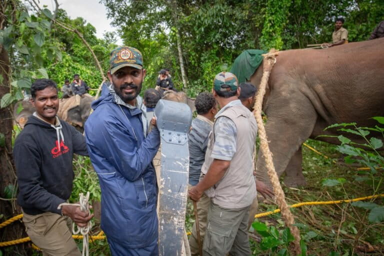 A Karnataka Forest Department (KFD) personnel carries a radio collar for an elephant during a radio-collaring procedure in an abandoned coffee estate on July 02, 2022, near Balupet town, Hassan district, Karnataka. Photo by Abhishek N. Chinnappa