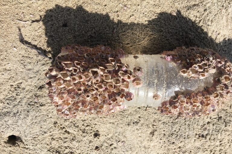 Barnacles on a plastic bottle found on the beach. Photo by Gunasekaran Kannan