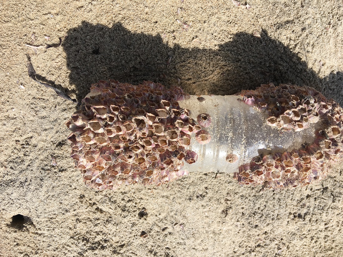 Barnacles on a plastic bottle found on the beach. Photo by Gunasekaran Kannan