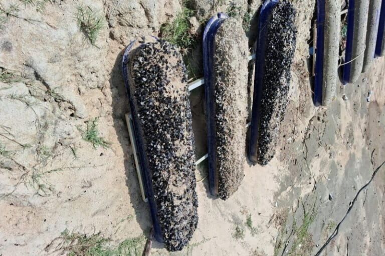 Mussels stuck to an aerator of an aquaculture farm in Tamil Nadu. Photo by Gunasekaran Kannan