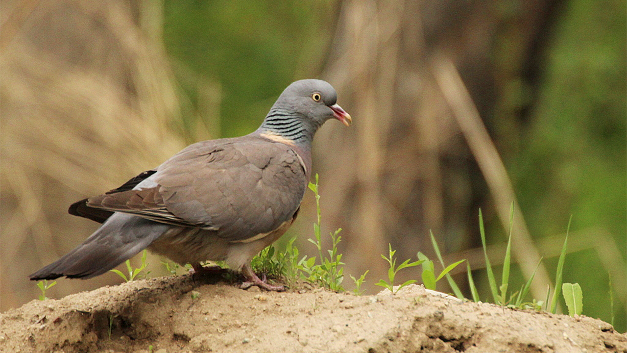 A common wood pigeon.