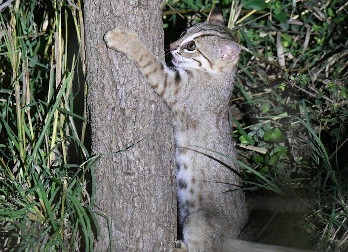 According to IUCN, 75% of the habitat of the rusty-spotted cat, in India and Nepal, is facing danger of land conversion, which might lead to a decline in its population. Photo by Radheshyam Bishnoi.