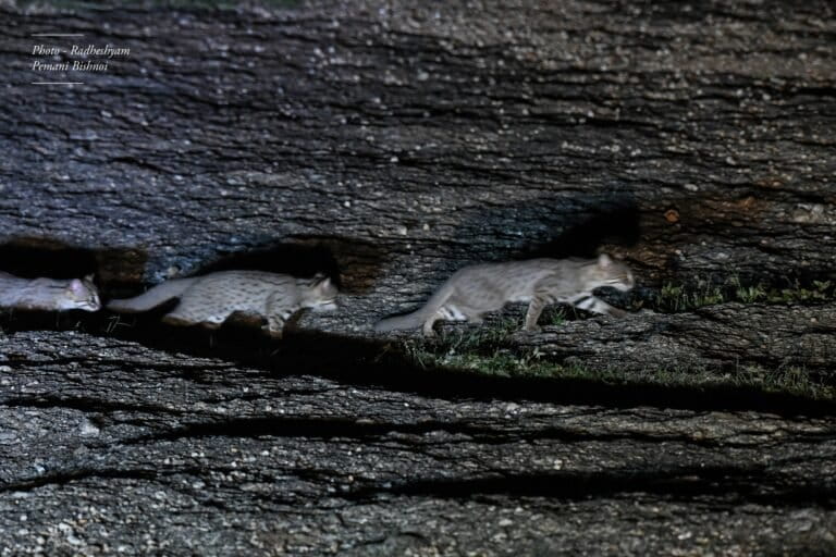 The rusty-spotted cat is known to be shy and elusive, making it difficult to study its population. Photo by Radheshyam Bishnoi.