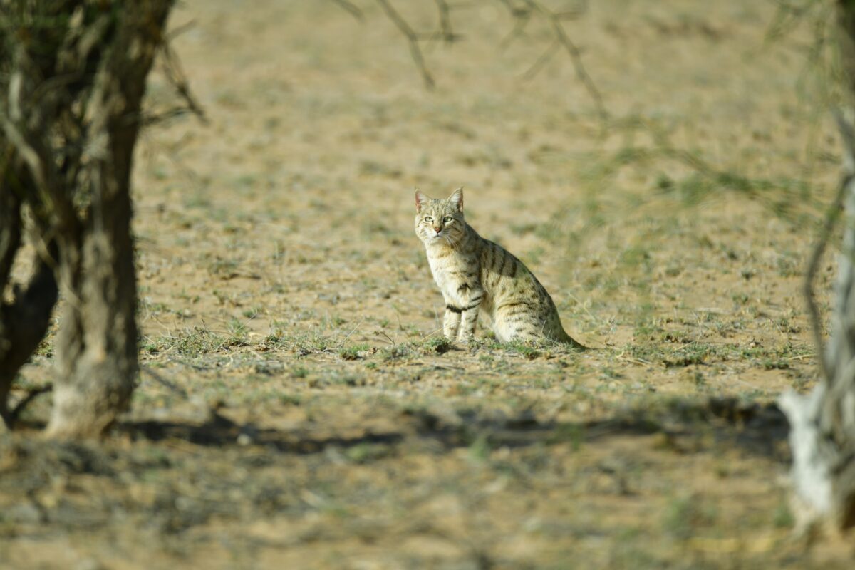 The Asiatic wildcat helps regulate the populations of rodents, locusts, and other potential pests. Photo by Radheshyam Bishnoi.