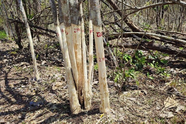 Debarked and numbered Senna tree trunks. Photo by P.A. Vinayan