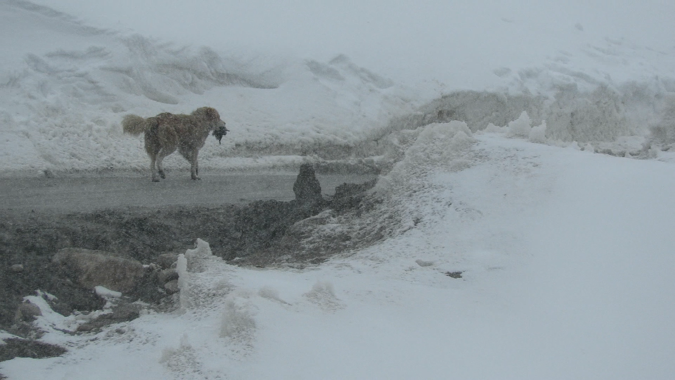 A free-ranging dog on the hunt, capturing a pika. Photo by Neeraj Mahar