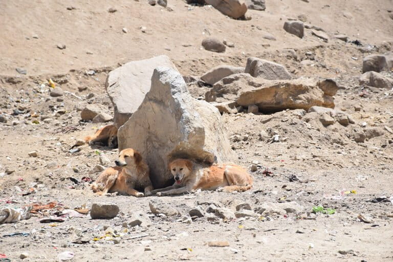 A pair of dog at a waste dumping site in Leh. Studies indicate that the majority of these dogs feed on waste produced by humans. Photo by Manish Chandra Mishra/Mongabay