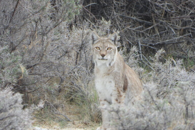 A lynx in a sea buckthorn shrub. Chamba spotted the Eurasian lynx on eight different occasions and captured several photographs. Photo by Stanzin Chamba.