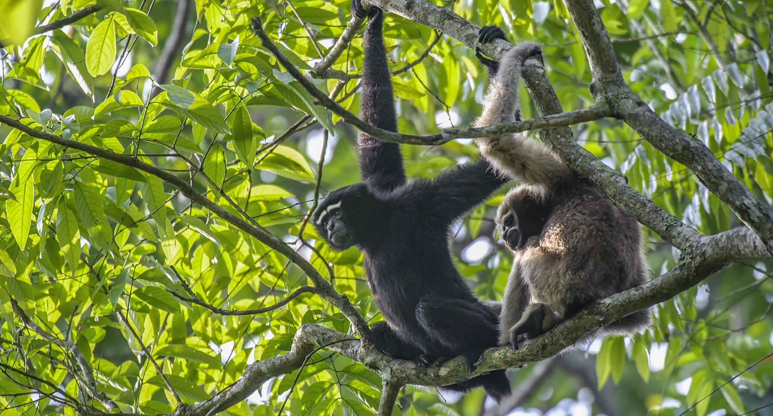 Western Hoolock gibbons. Photo by Udayan Borthakur/Aaranyak.