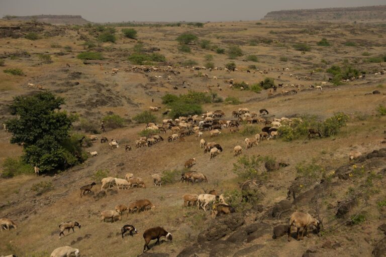 Deccani and Bijapuri sheep grazing in the rocky semi-arid savanna of western Maharashtra. Extensive pastoralism that supports as many as 13 million people is amongst the most important livelihood sources in India’s rain-fed regions. Photo by Kalyan Varma.