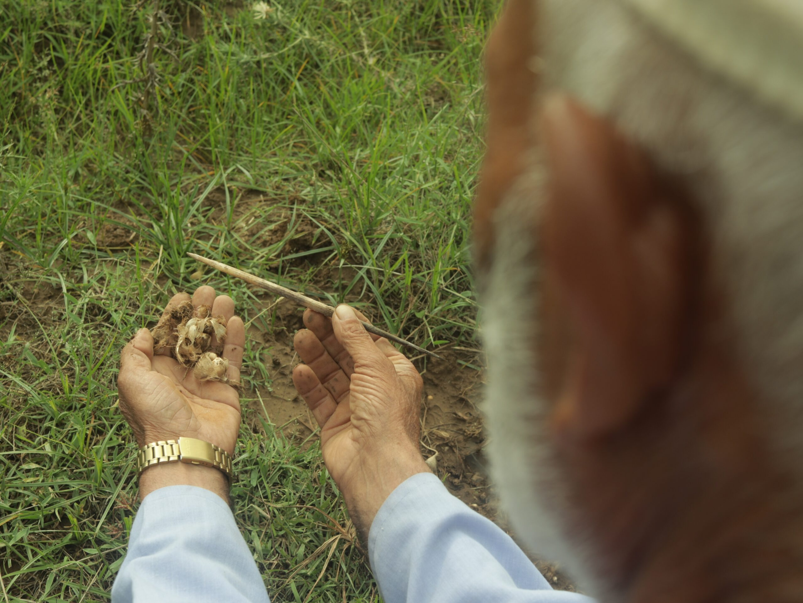 Farmer Ghulam Hassan examines the feathery shell of the damaged saffron corms and a quill that is left behind by the porcupines following a nocturnal attack on his field.