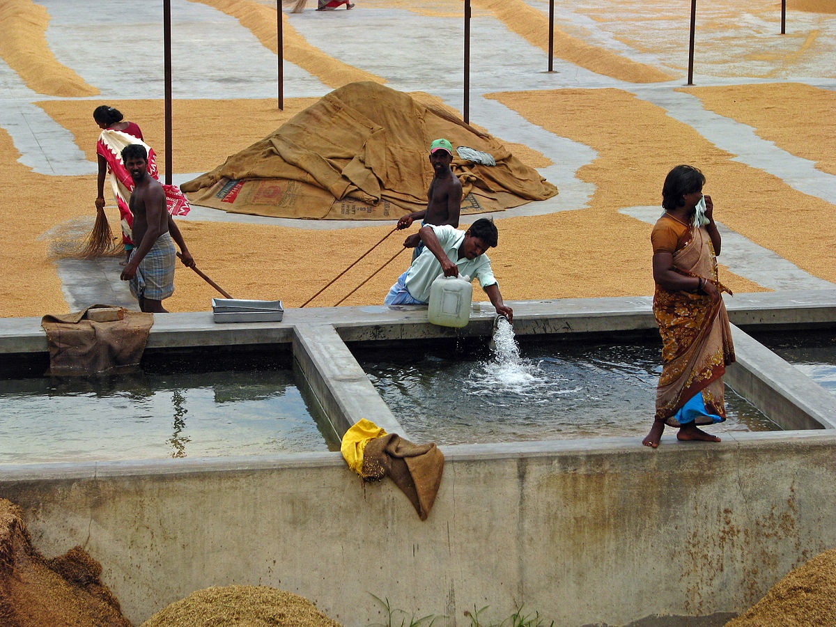 Workers drying and husking rice at a mill outside Kanchipuram.