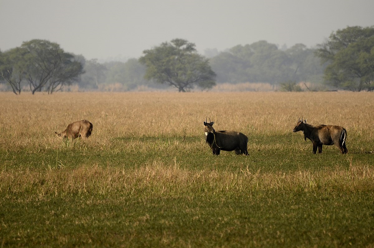 Nilgai grazing in Keoladeo National Park