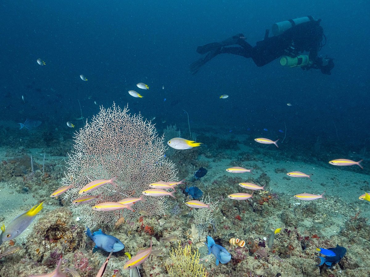 ‘Animal Forests’ of Kerala’s rocky reefs with soft corals and solitary hard corals. Photo by Umeed Mistry
