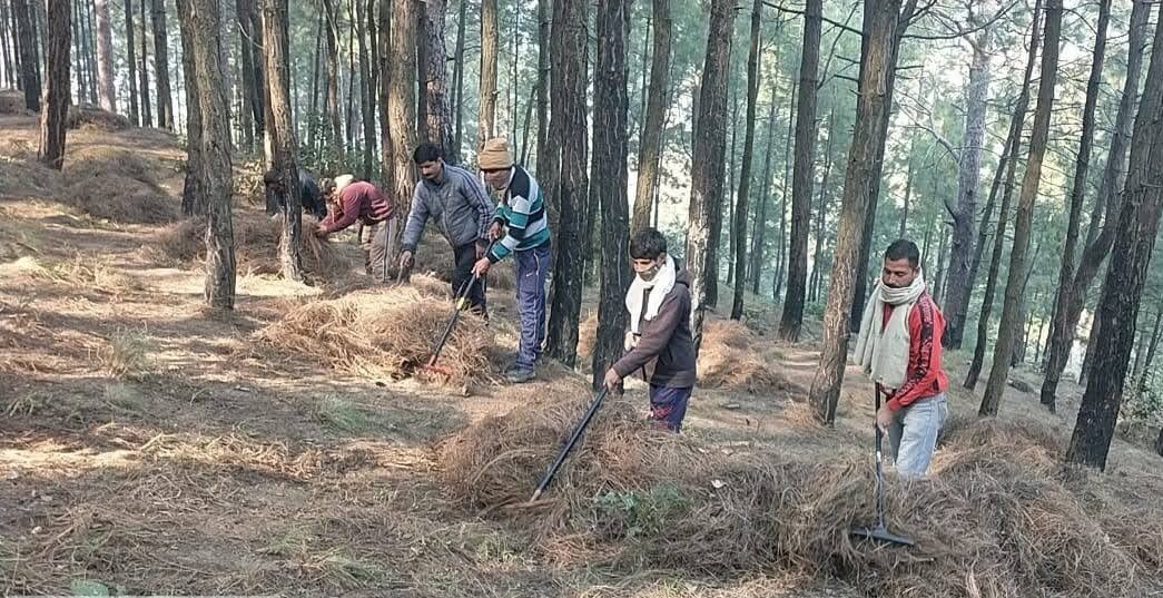 Pine needles being collected from the forest floor at Sunderbani forests, Nowshera Forest Division