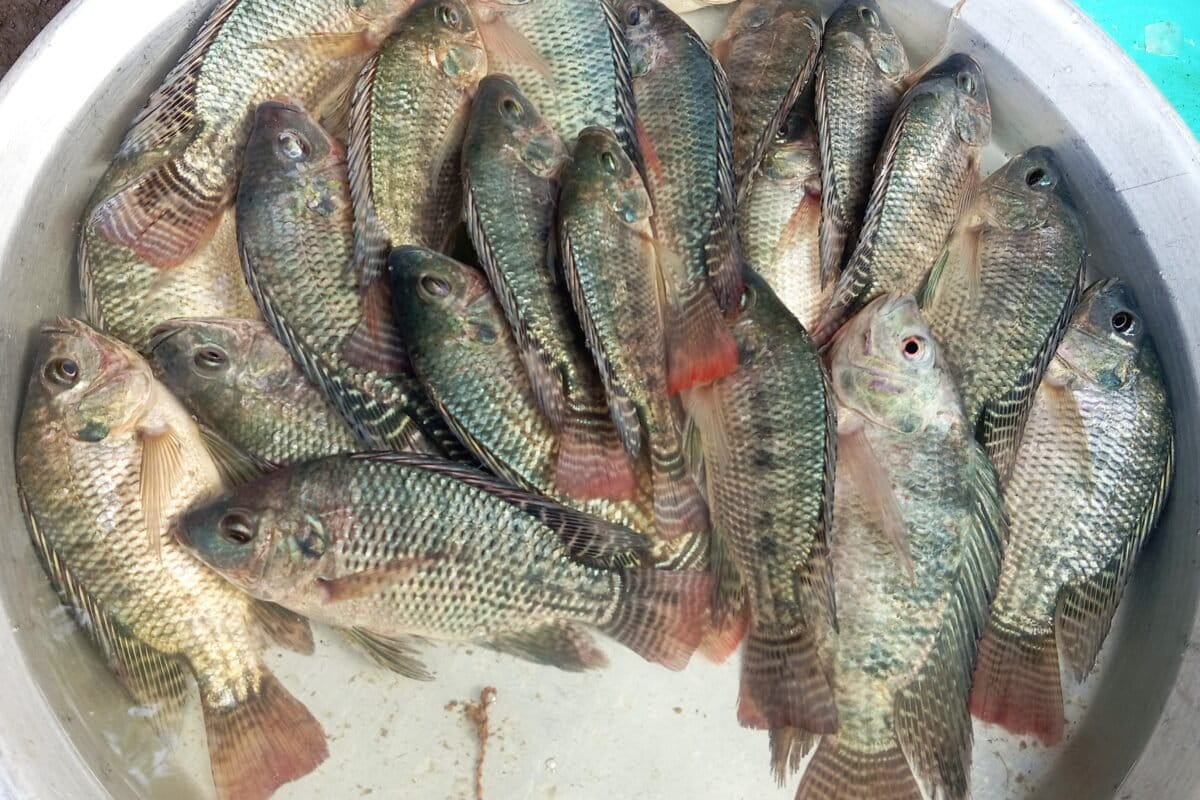Tilapia found in unusual numbers in marine waters of Tamil Nadu
