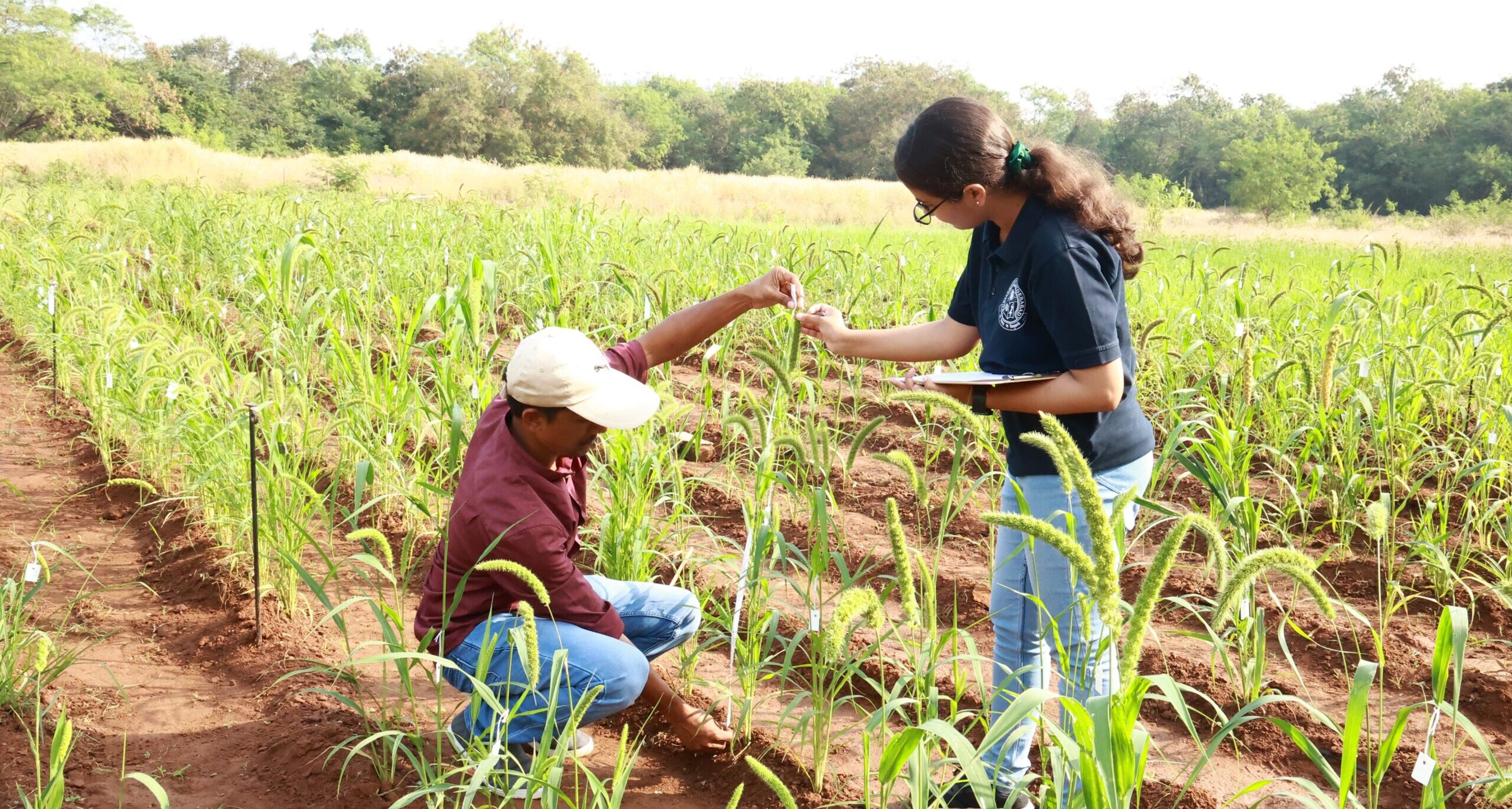 Researcher scholars from the University of Hyderabad measure the plant height of foxtail millet. Photo from the Repository of Tomato Genomics Resources, UoH.