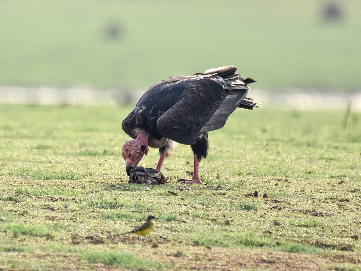 Red-headed vulture eating prey. Photo by Timothy A Gonsalves/Wikimedia Commons.