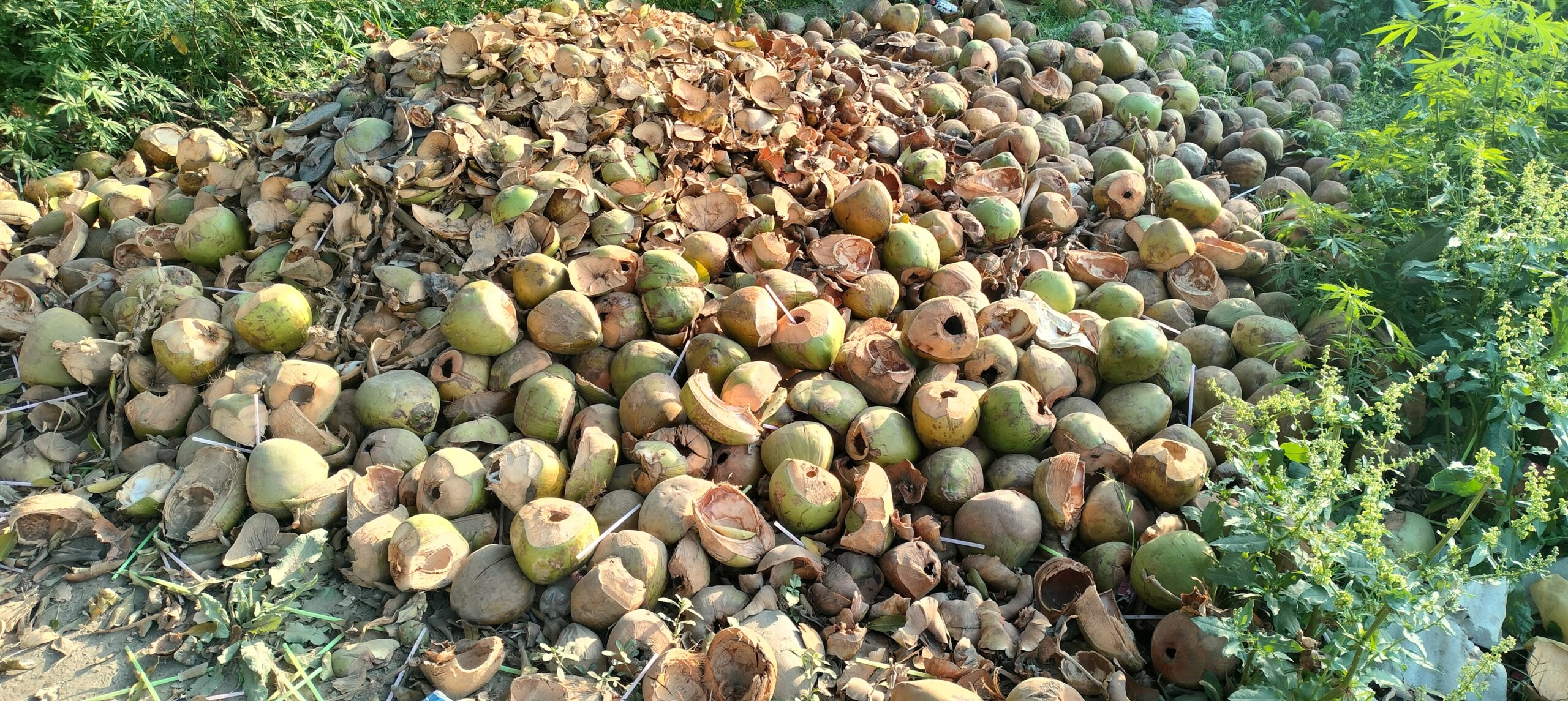 Tender coconut waste piled up on the roadside in Nangal, Punjab. Photo by Ravleen Kaur.