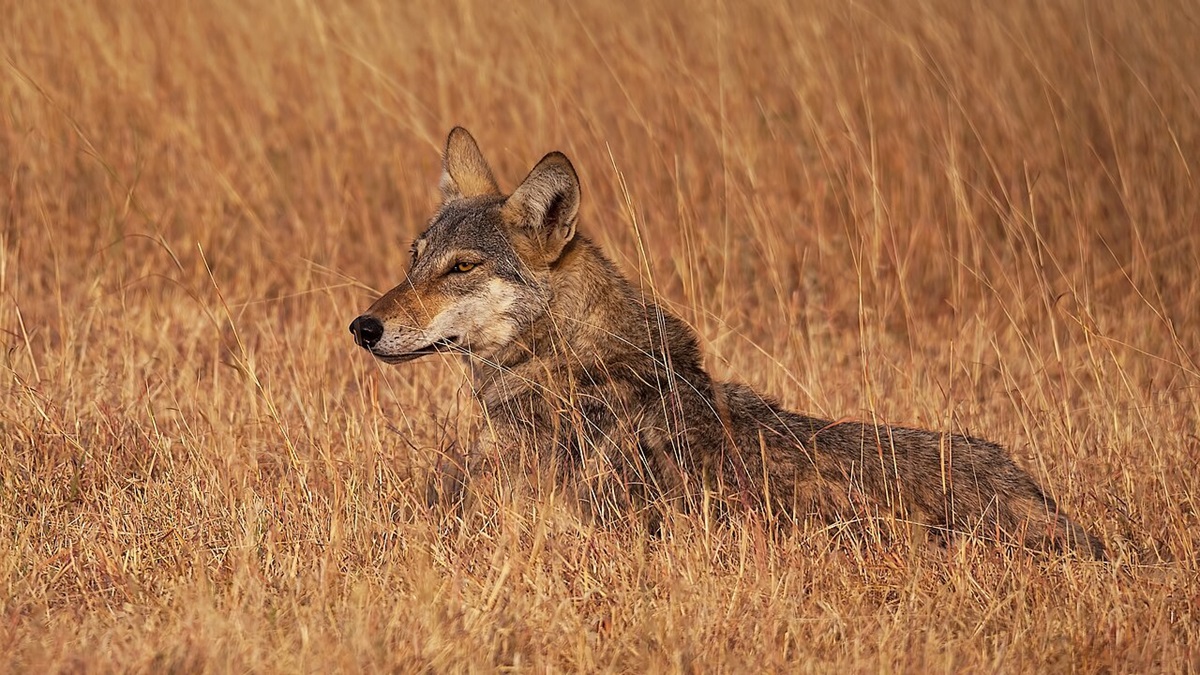 An Indian wolf in a grassland in Gujarat. Green Credit Rules permit tree planting on degraded lands, including open forests and scrublands. Image by Vadyarupal via Wikimedia Commons (CC-BY-2.0).