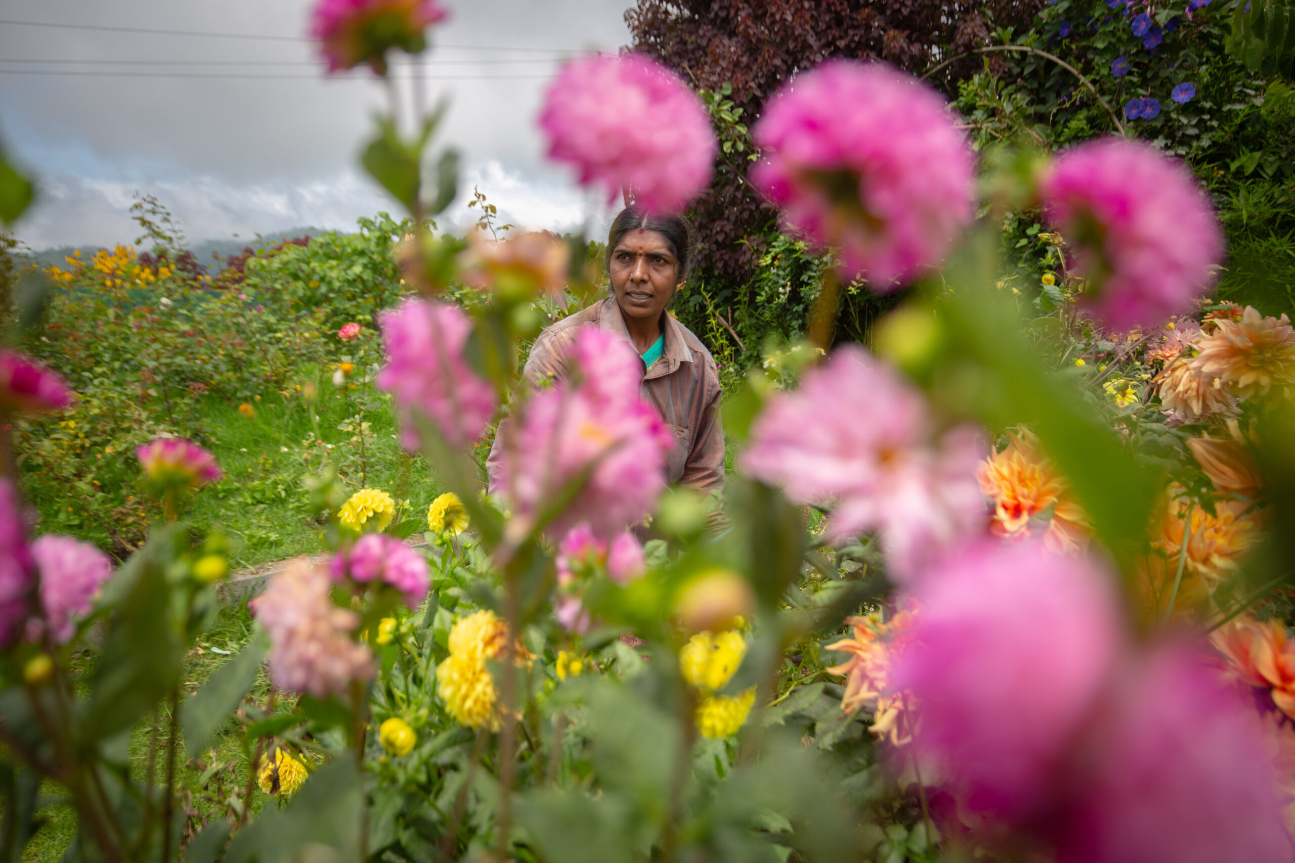 A gardener tends to the plants in the garden adjacent to the waste segregation and recovery center at Oottupattarai in Coonoor. Image by Abhishek N. Chinnappa/Mongabay.