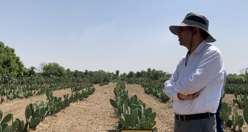Spineless cactus farm at the IGFRI campus in Jhansi. Image by Shuchita Jha/Mongabay