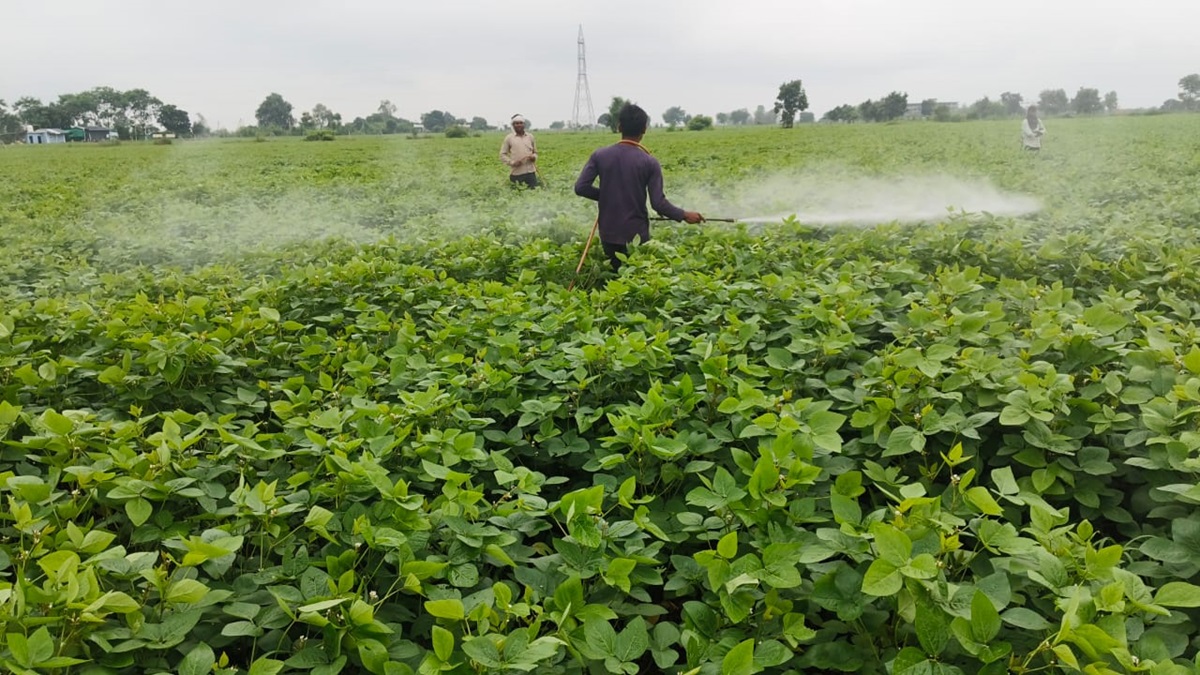 Labourers spraying pesticides in soyabean crop in the field of Mukesh Meena, a farmer from Bhandely village in Madhya Pradesh's Sehore district. Image courtesy of Mukesh Meena.