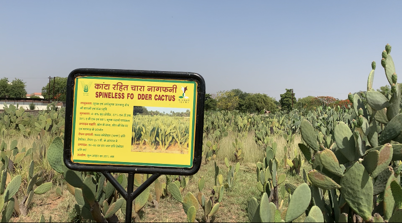 Spineless fodder cactus growing in the IGFRI campus in Jhansi. Image- Shuchita Jha