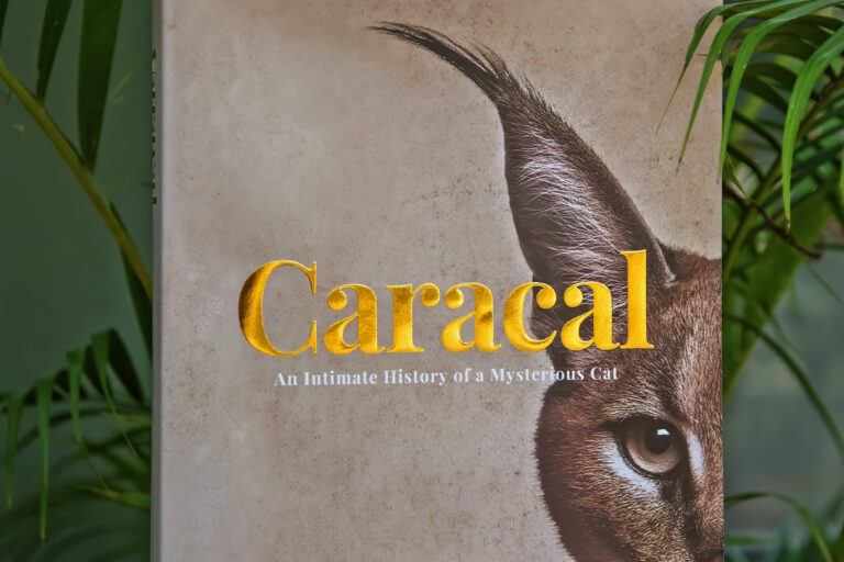An Intimate History of a Mysterious Cat explores the cultural, ecological, and historical significance of the elusive caracal in India, with rare photographs and field accounts from Rajasthan and Madhya Pradesh. Image courtesy- Dharmendra Khandal