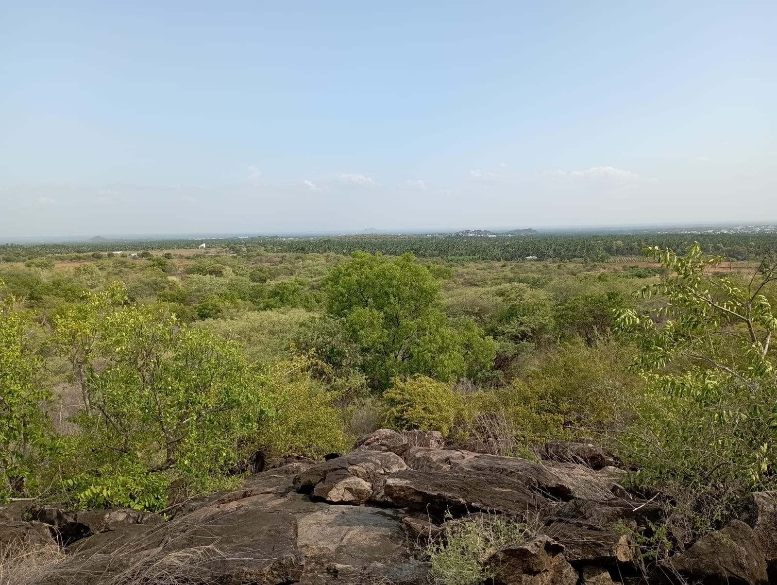 A view of the micro-arboretum from atop the hillock within the boundary of the plot in Erode district. Image by T. Ramakrishnan.