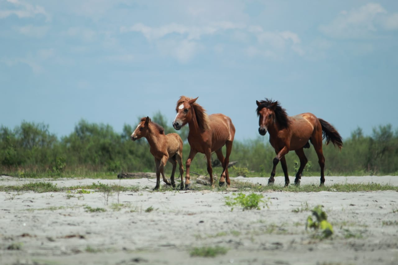 Feral horses in Assam. Image by Hiren Senapati.