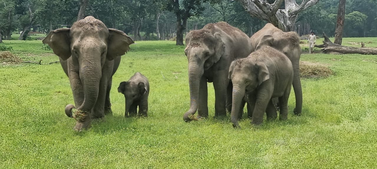 A herd of wild elephants roaming and grazing in Bandhavgarh Tiger Reserve. Image by P. K. Verma