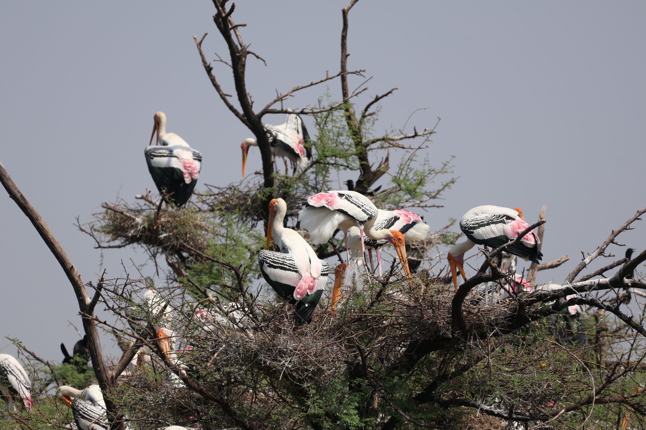 A colony of painted storks constructs their homes on the Acacia nilotica (desi babool) tree.
