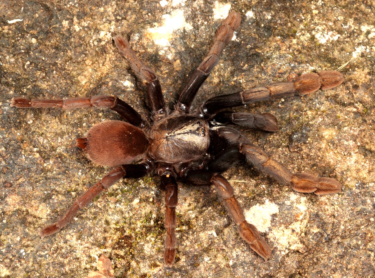 Cilantica agasthyaensis is one of the new species included in a new genus of trantulas from the Western Ghats. Image courtesy of Zeeshan Mirza.