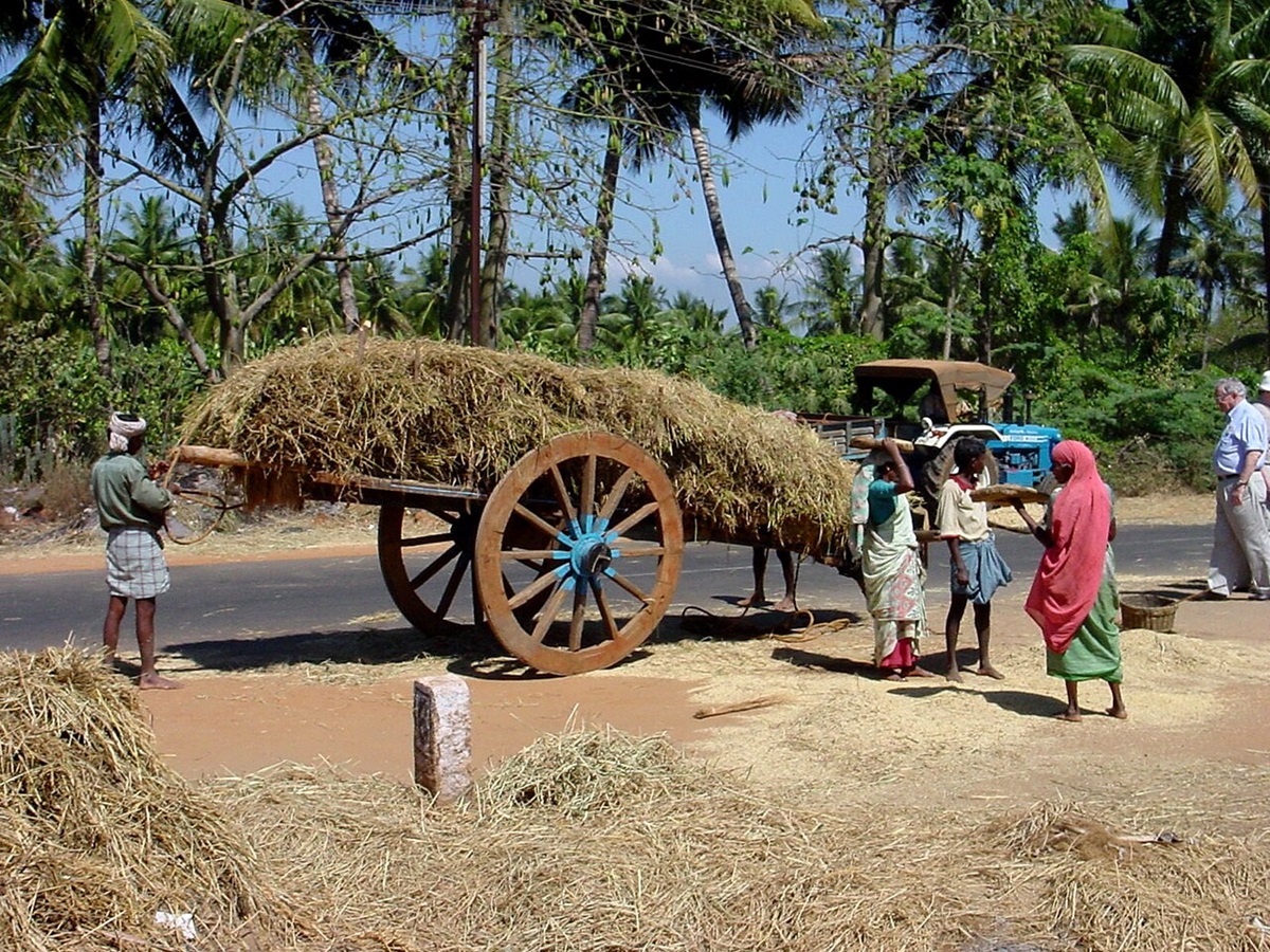 Workers offload harvested rice. Beyond emissions, agriculture faces challenges like employing a large workforce and ensuring food security. Image by G41rn8 via Wikimedia Commons (CC-BY-SA-4.0)