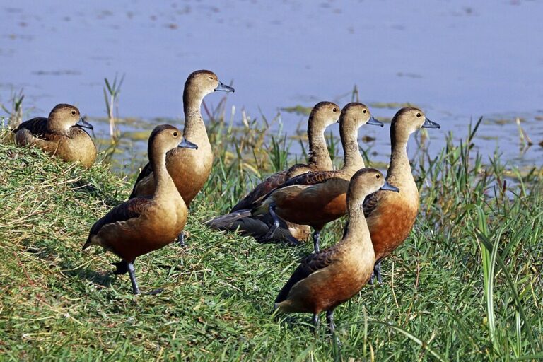 lesser whistling ducks keoladeo