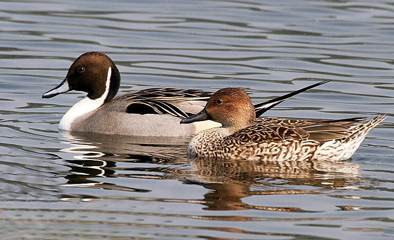 northern pintail kolkata