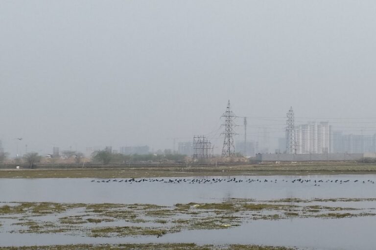 sarsai nawar saman wetland