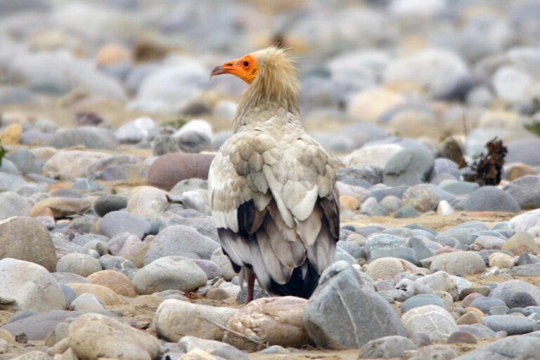 Eqyptian vulture representative saman wetland