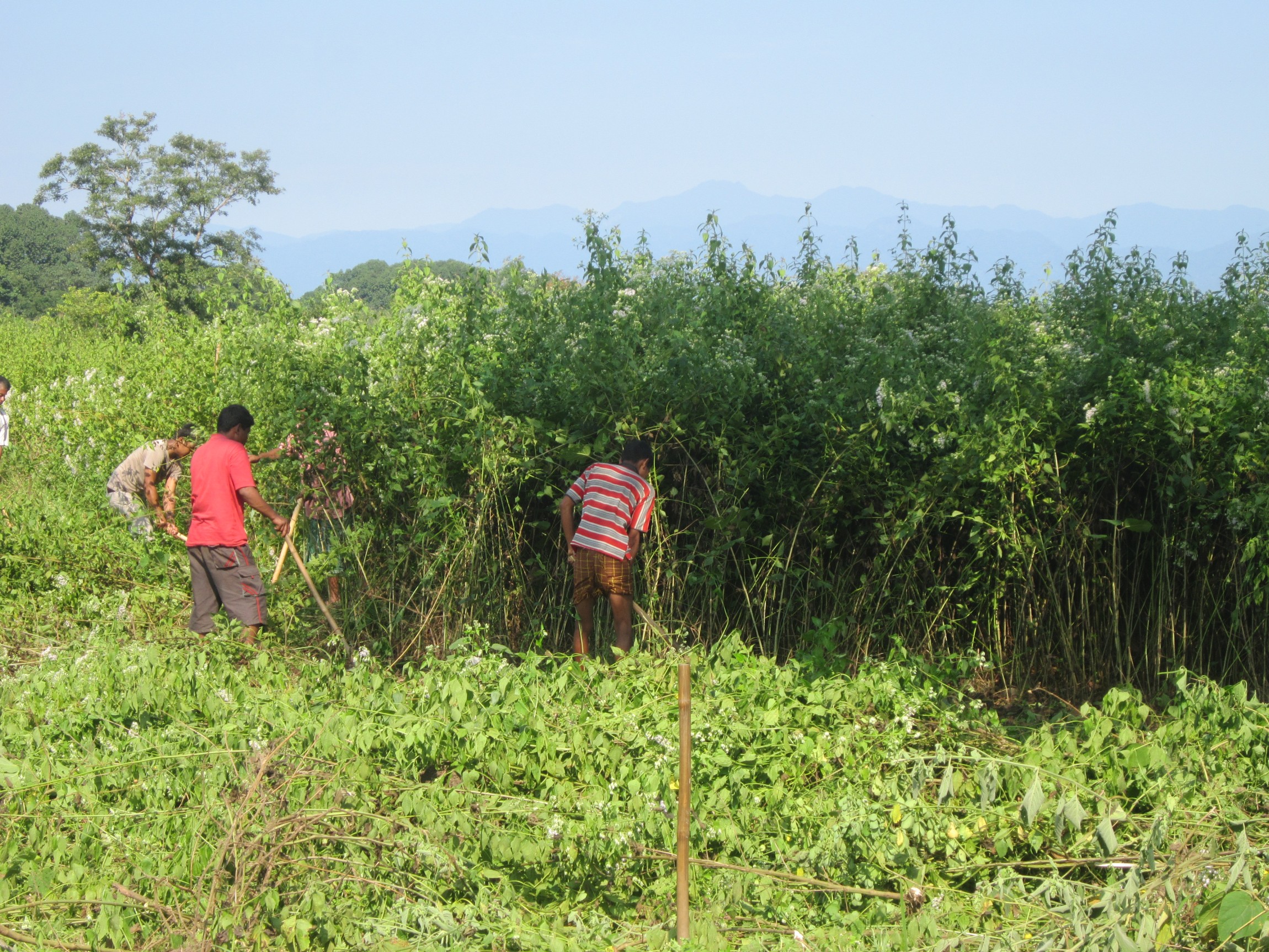 youth engaging in invasive alien plants removal