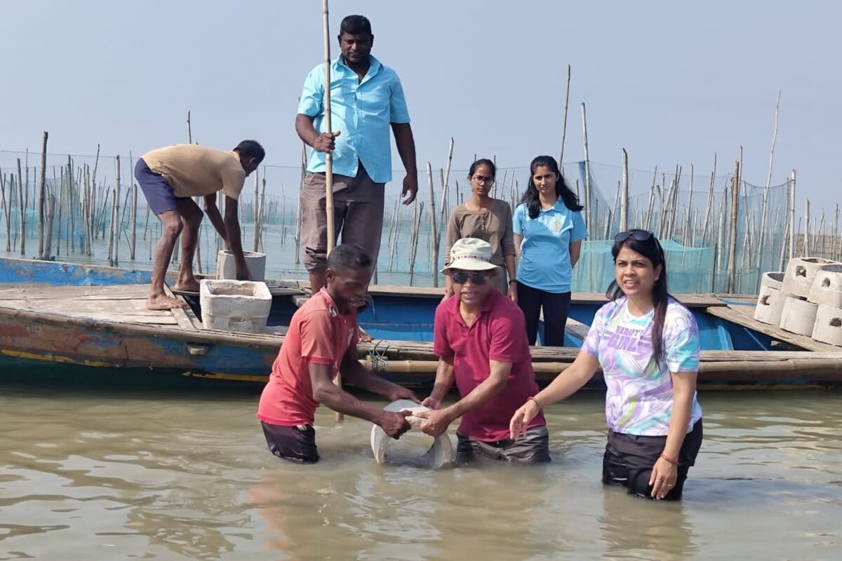 View of Experimenting with artificial reefs to protect marine ecosystems