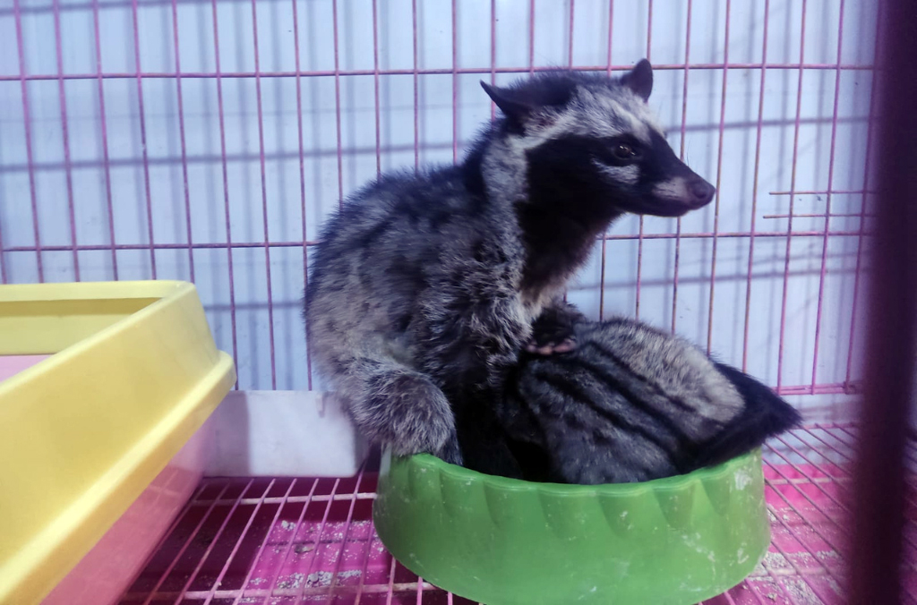 captive civets seized