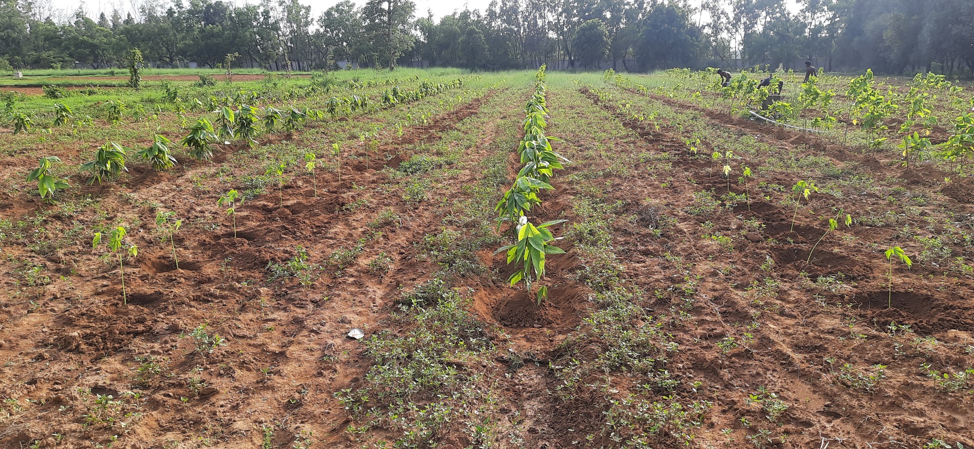 Saplings of Semialta