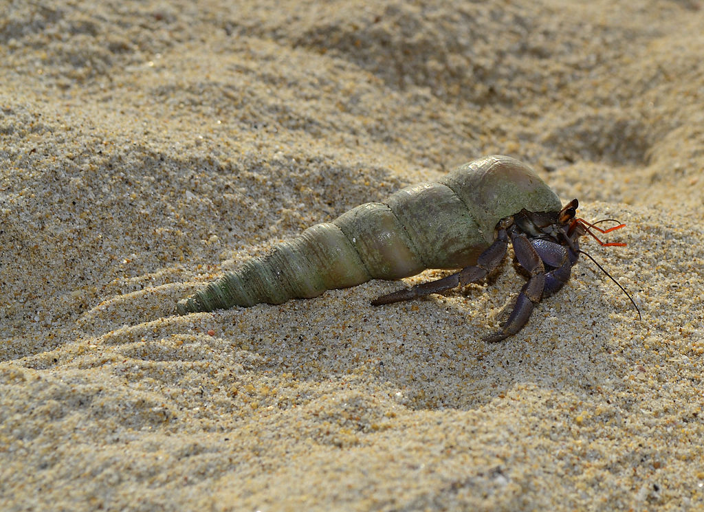 Coenobitidae hermit crabs are largely beach dwellers that enter the sea only to breed.