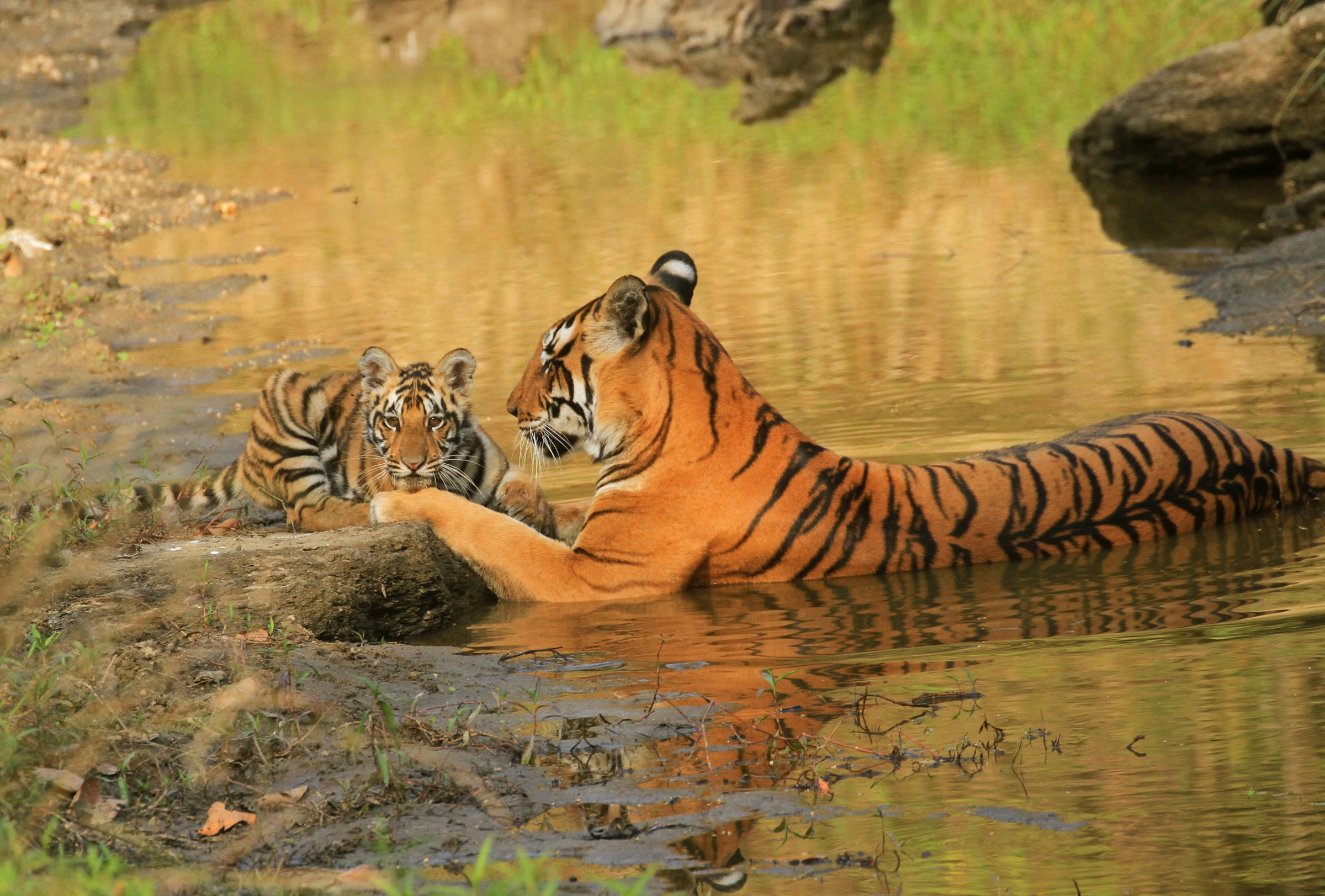 Protecting core areas ensures tiger populations remain at sustainable levels. Photo Credit David V Raju via Wikimedia Commons
