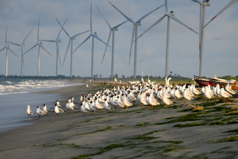 A flock of migratory brown-headed gulls (Chroicocephalus brunnicephalus) in Mannar with windmills in background. Image courtesy of Lahiru Walpita.