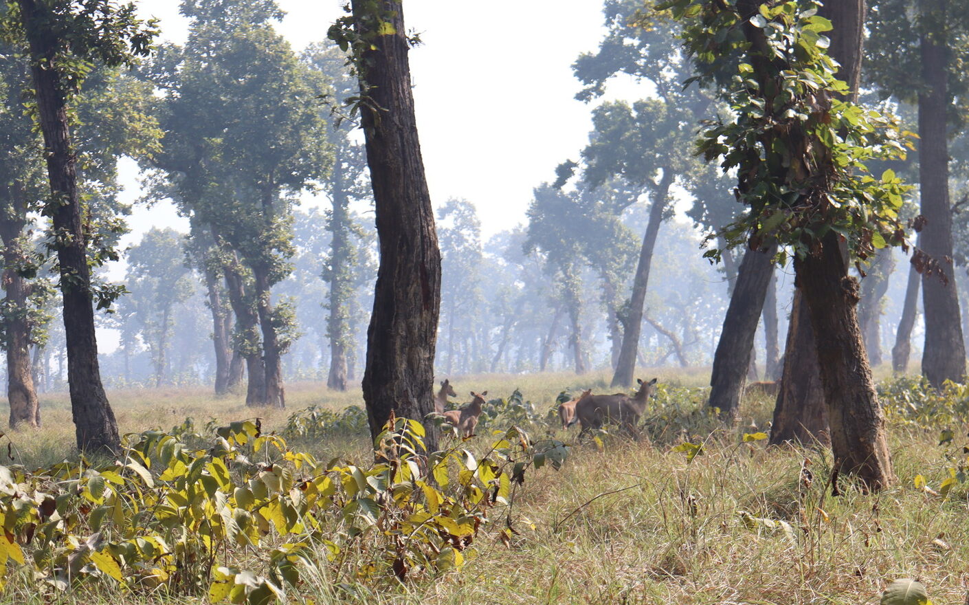 A nilgai spotted in a forest in Gaidahawa, Nepal. Image by Mukesh Pokhrel.