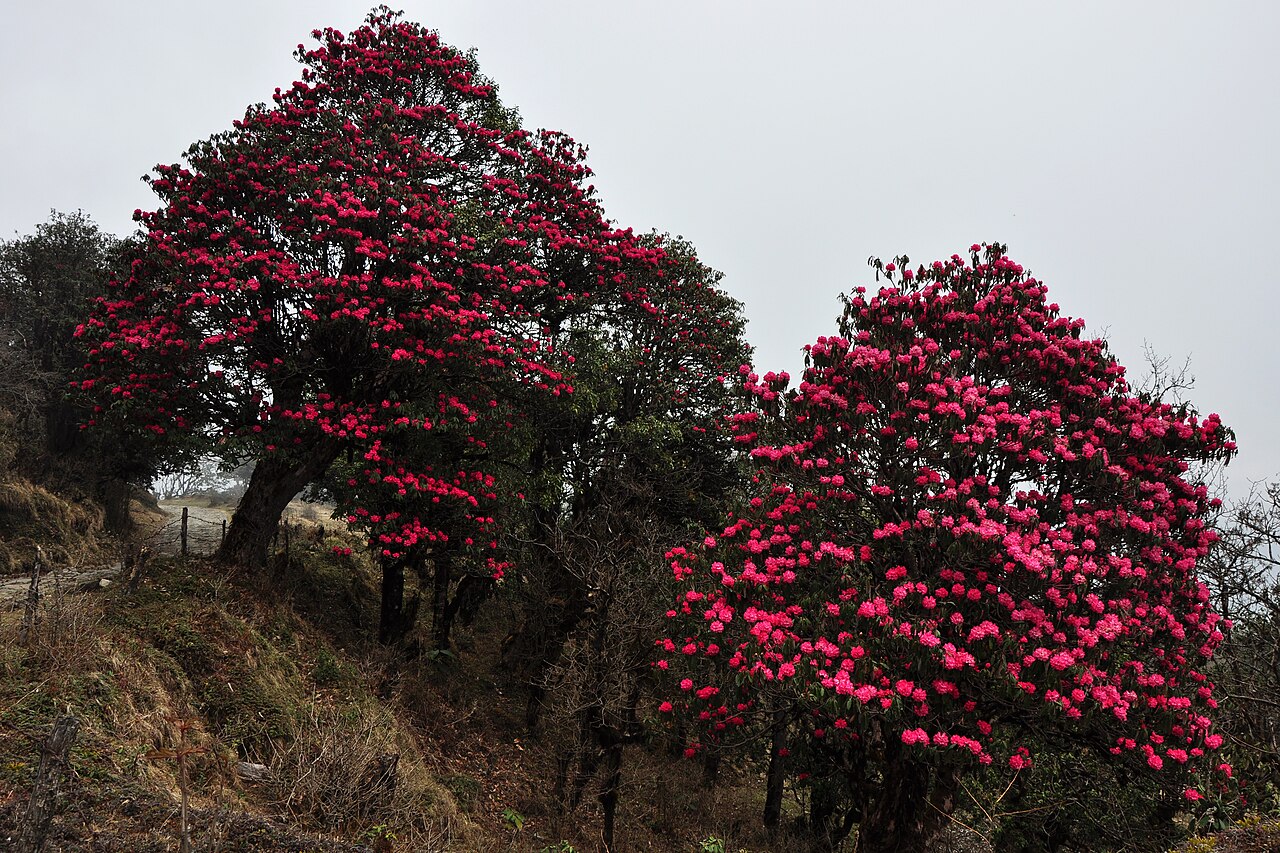 Rhododendron trees in full bloom near Darjeeling, West Bengal. Image by Abhijit Kar Gupta via Wikimedia Commons (CC BY 2.0).
