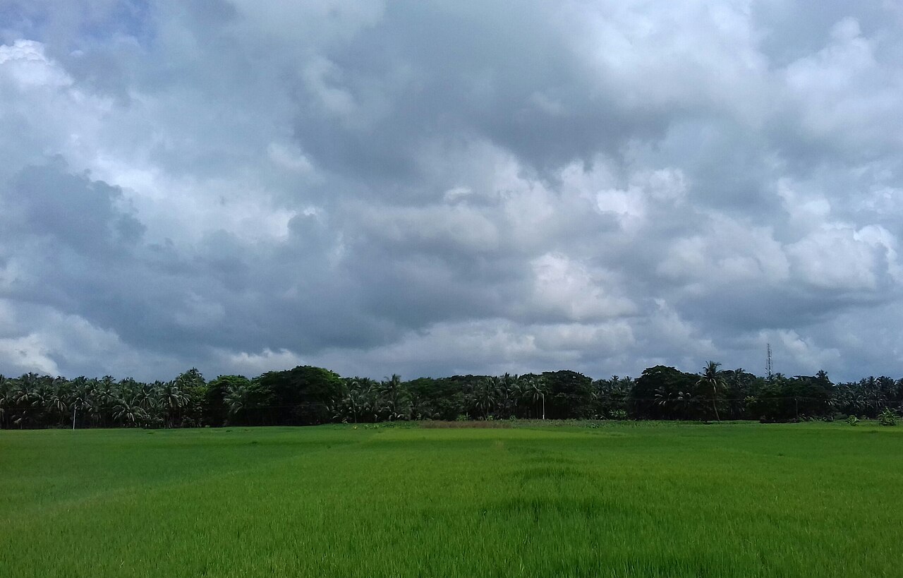Meliodosis infections in Odisha tend to be highest during heavy rainfall, high humidity, high cloud cover, and low sunlight conditions. In Odisha, these conditions prevail for half the year. Image by Chinmayee Mishra via Wikimedia Commons (CC BY-SA 4.0).